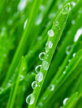 Big K Fertilizer Corp is a family owned fertilizer retailer in Sturgeon County, Alberta, Canada specializing in Kugler and Black Earth Humic LP fertilizer products.