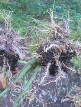 Big K Fertilizer Corp is a family owned fertilizer retailer in Sturgeon County, Alberta, Canada specializing in Kugler and Black Earth Humic LP fertilizer products.